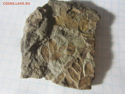 Окаменелая флора Палеозоя -1, до 11.11.2020 22:00 мск - IMG_4151.JPG