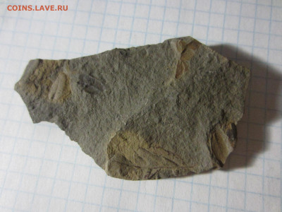 Окаменелая флора Палеозоя -2, до 11.11.2020 22:00 мск - IMG_3620.JPG