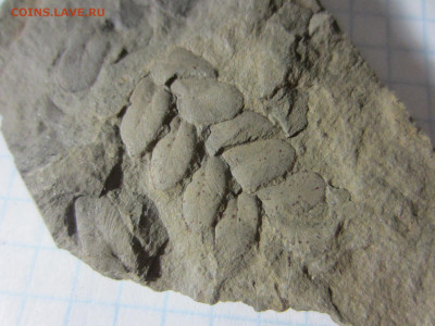 Окаменелая флора Палеозоя -2, до 11.11.2020 22:00 мск - IMG_3619.JPG