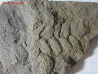 Окаменелая флора Палеозоя -2, до 11.11.2020 22:00 мск - IMG_3618.JPG