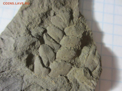 Окаменелая флора Палеозоя -2, до 11.11.2020 22:00 мск - IMG_3617.JPG