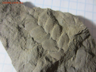 Окаменелая флора Палеозоя -2, до 11.11.2020 22:00 мск - IMG_3616.JPG