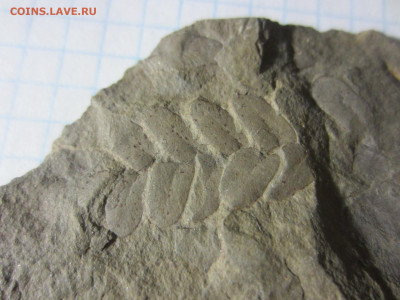 Окаменелая флора Палеозоя -2, до 11.11.2020 22:00 мск - IMG_3615.JPG