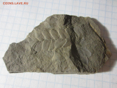 Окаменелая флора Палеозоя -2, до 11.11.2020 22:00 мск - IMG_3614.JPG