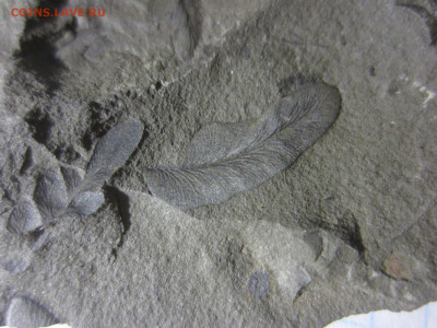 Окаменелая флора Палеозоя -3, до 11.11.2020 22:00 мск - IMG_8566.JPG