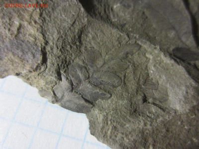 Окаменелая флора Палеозоя -3, до 11.11.2020 22:00 мск - IMG_8565.JPG