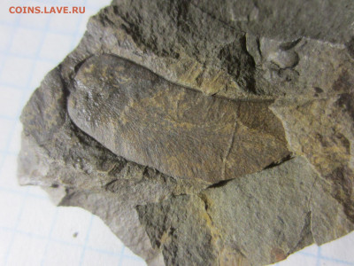 Окаменелая флора Палеозоя -3, до 11.11.2020 22:00 мск - IMG_8563.JPG