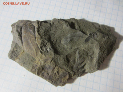 Окаменелая флора Палеозоя -3, до 11.11.2020 22:00 мск - IMG_8562.JPG