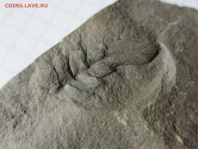 Окаменелая флора Палеозоя -3, до 11.11.2020 22:00 мск - IMG_8561.JPG