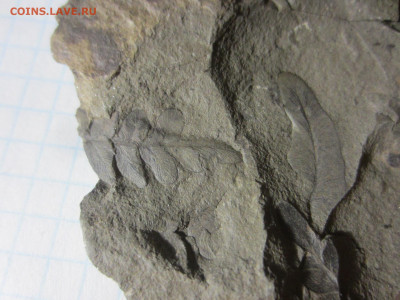 Окаменелая флора Палеозоя -3, до 11.11.2020 22:00 мск - IMG_4399.JPG