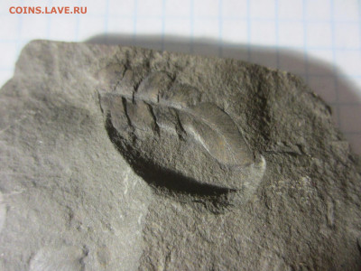 Окаменелая флора Палеозоя -3, до 11.11.2020 22:00 мск - IMG_4387.JPG