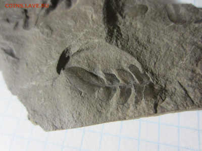 Окаменелая флора Палеозоя -3, до 11.11.2020 22:00 мск - IMG_4386.JPG