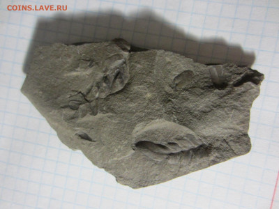 Окаменелая флора Палеозоя -3, до 11.11.2020 22:00 мск - IMG_4384.JPG