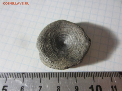 Позвонок, рыба, плейстоцен , до 11.11.2020 22:00 мск - IMG_4770.JPG