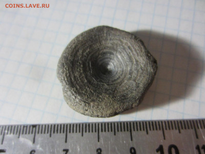 Кость, плейстоцен, до 11.11.2020 22:00 мск - IMG_4769.JPG