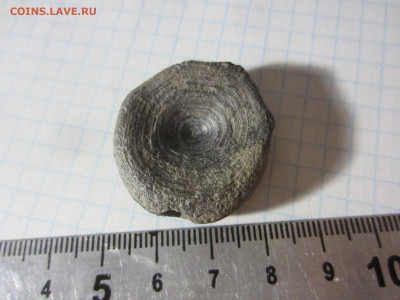 Кость, плейстоцен, до 11.11.2020 22:00 мск - IMG_4768.JPG