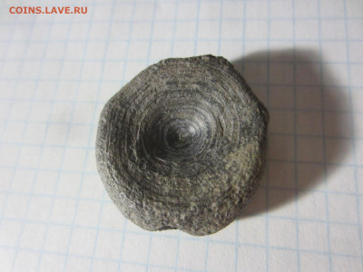 Кость, плейстоцен, до 11.11.2020 22:00 мск - IMG_4767.JPG