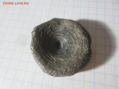 Кость, плейстоцен, до 11.11.2020 22:00 мск - IMG_4765.JPG