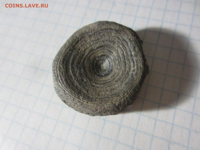 Кость, плейстоцен, до 11.11.2020 22:00 мск - IMG_4762.JPG