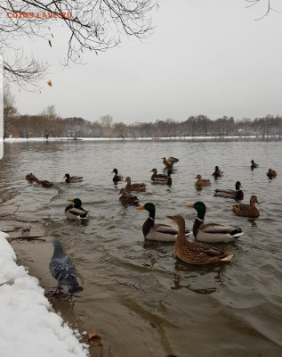 делает - прямо сейчас !!! - Screenshot_20201122-165145_Gallery