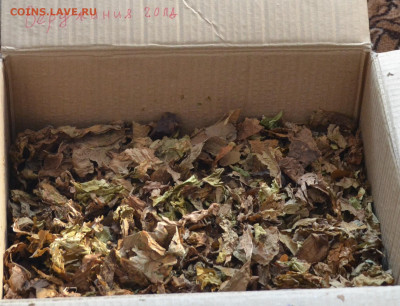 N-CoV(CoronaVirus) КоронаВирус.Последние новости - DSC_0443.JPG