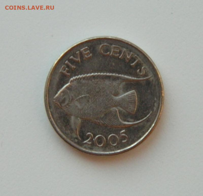 Бермудские острова 5 центов 2005 г. (Фауна). до 14.12.20 - DSCN4261.JPG