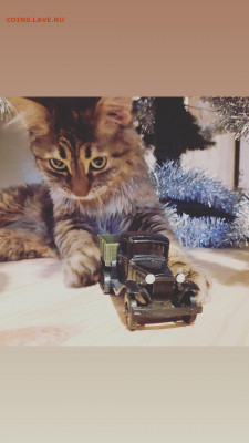 Любите ли вы кошек? - IMG_20210105_171511_263
