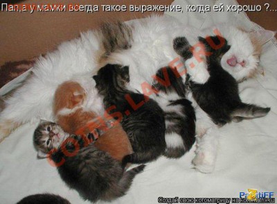 юмор - getImage (46)