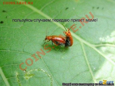 юмор - getImage (47)