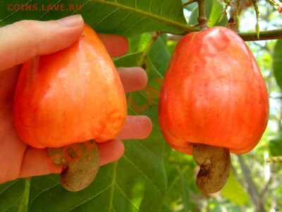 Угадай растение - cashew