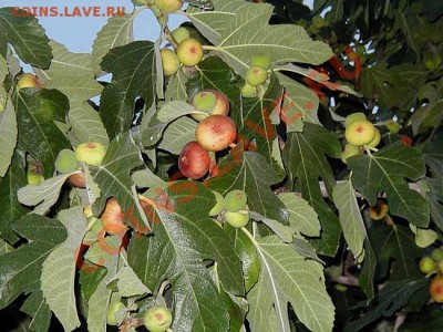 Угадай растение - 0a19f7dafd32ddf0776ab6caa571a52e