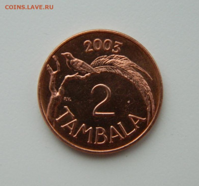 Малави 2 тамбалы 2003 г. (Фауна) до 09.02.21 - DSCN6159.JPG