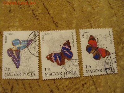 фауна - DSC03422.JPG