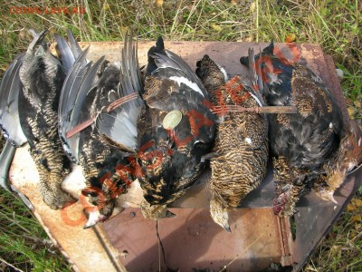 отпуск 2010,покапушки - DSCN5433.JPG