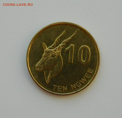 Замбия 10 нгве 2012 г.(Фауна) до 22.02.21 - DSCN6688.JPG
