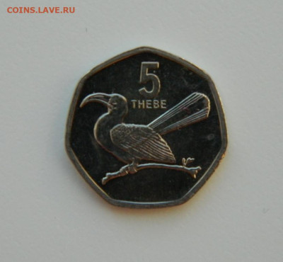 Ботсвана 5 тхебе 2013 г. (Фауна) до 22.02.21 - DSCN6694.JPG