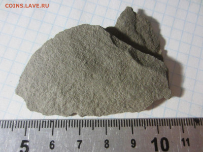 Окаменелая флора Палеозоя -2, до 09.03.2021 22:00 мск - IMG_0509.JPG
