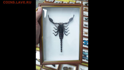 Бабочки в рамках обменяю на монеты - Screenshot_20210311-141253