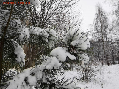 ФОТО - просто фото. Те что получились удачными. - IMG-20201121-WA0002