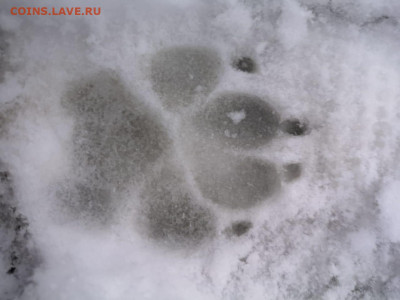 ФОТО - просто фото. Те что получились удачными. - IMG-20201121-WA0003