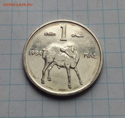 Сомали. 1 шиллинг 1984 Ф.А.О. нечастая до 18.03.21 - IMG_20210313_104939