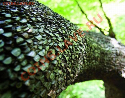 Денежное дерево. Возможно уже было (не для слабонервных). - moneytree_04
