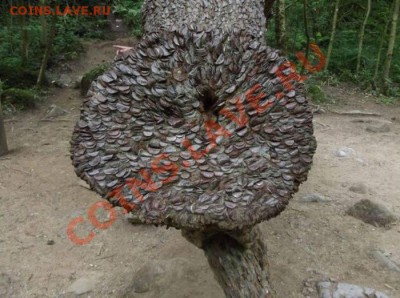 Денежное дерево. Возможно уже было (не для слабонервных). - moneytree_06