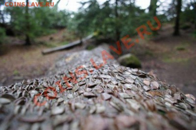 Денежное дерево. Возможно уже было (не для слабонервных). - moneytree_10