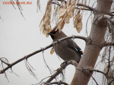 ФОТО - просто фото. Те что получились удачными. - 1