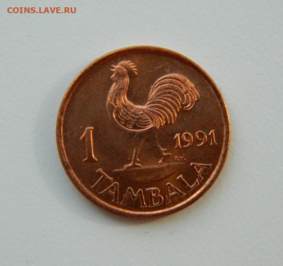 Малави 1 тамбала 1991 г. (Фауна)  до 01.04.21 - DSCN7995.JPG