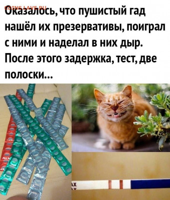 юмор - dAxA19fQWJc