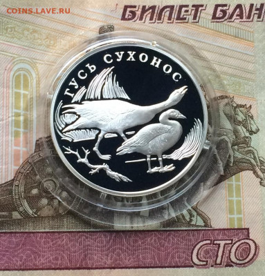 Красная книга. 1 рубль 2006 года.Гусь-сухонос. Пруф до 23.04 - IMG_4811.JPG