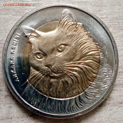 турция, нечастая кошка красная книга до 03.05.2021 22.00 - L2p5qc9DLL8