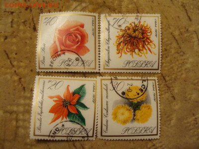 7 фото = 20 - DSC03488.JPG